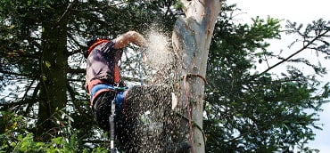 Utah Tree Trimming