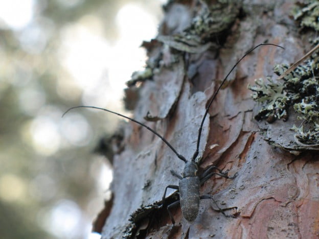 Tree Insect Control