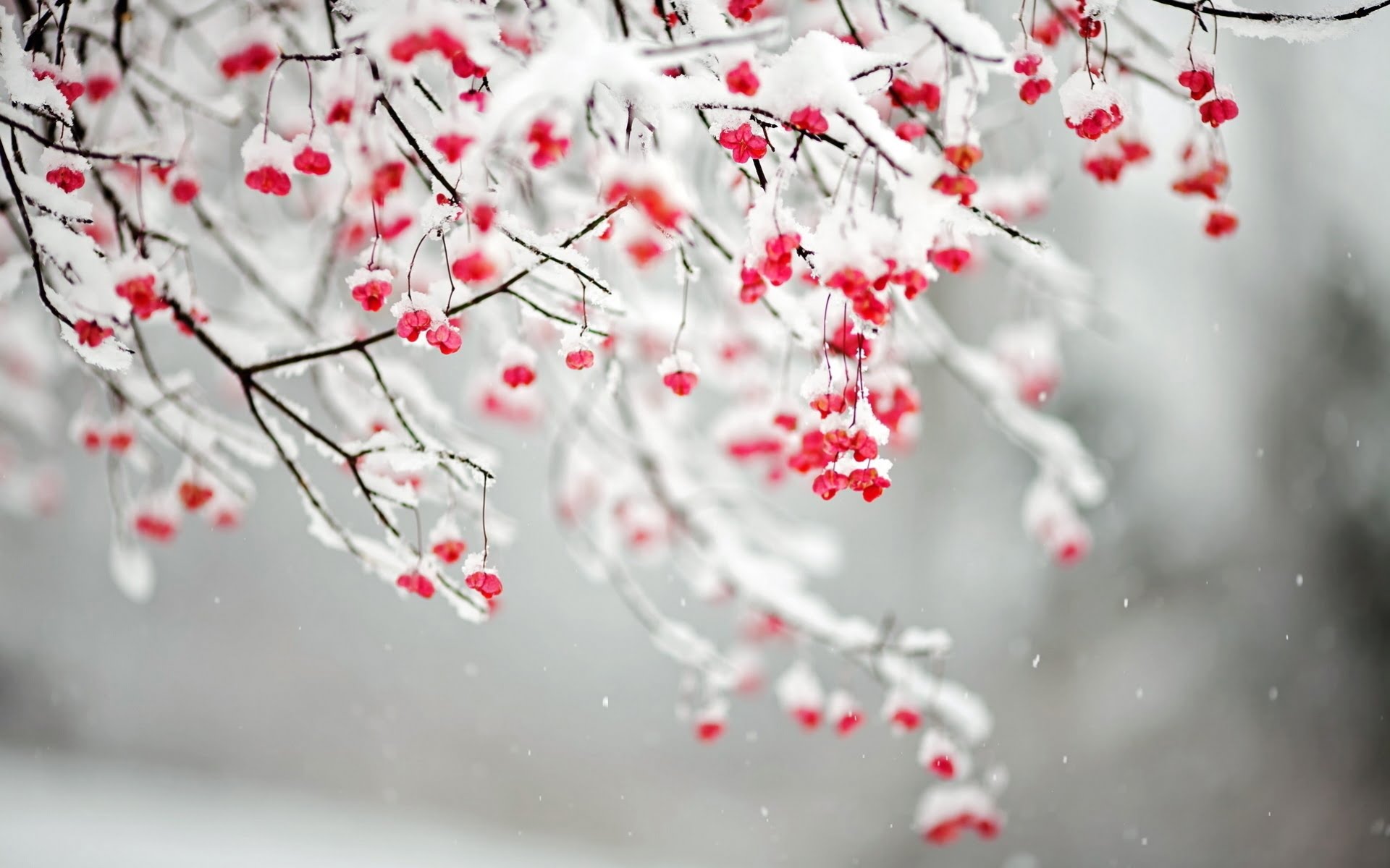 Winter Blooming Tree