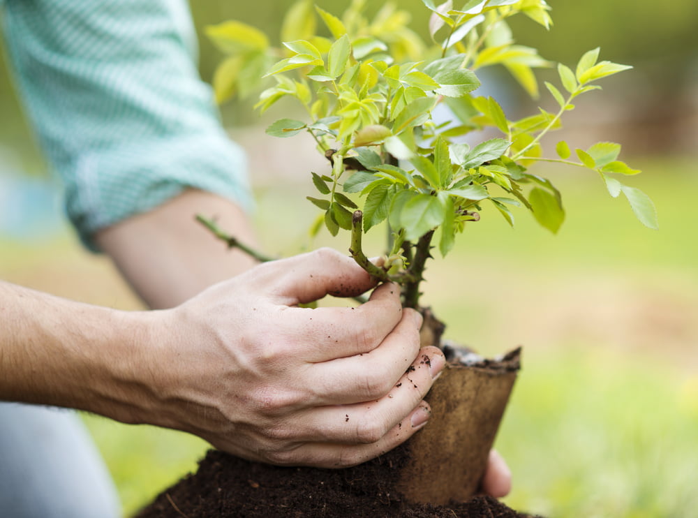 Fruit Tree Planting