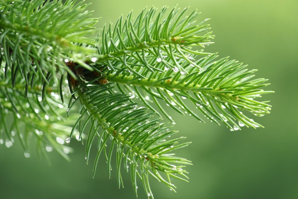 Fir Tree Needles