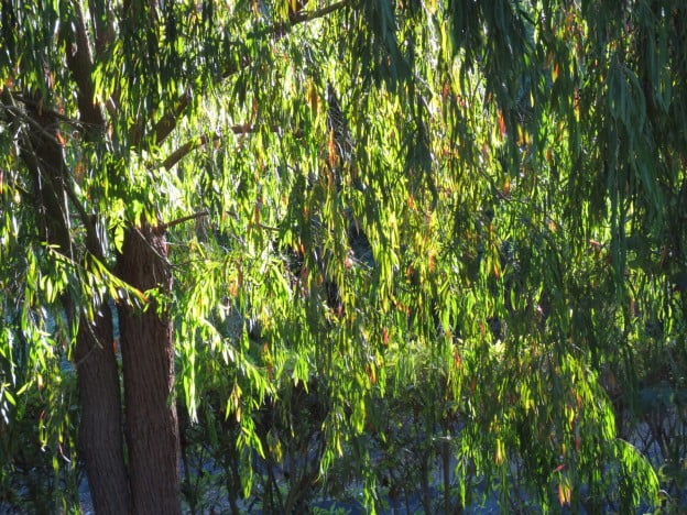 Easy Ornamental Trees