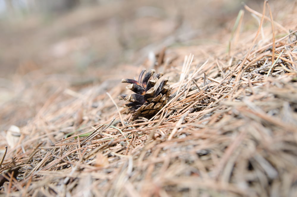 Pine Needle Fertilization