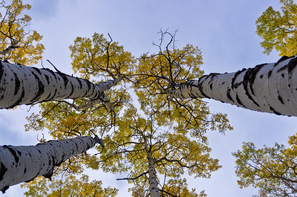 Trembling aspen