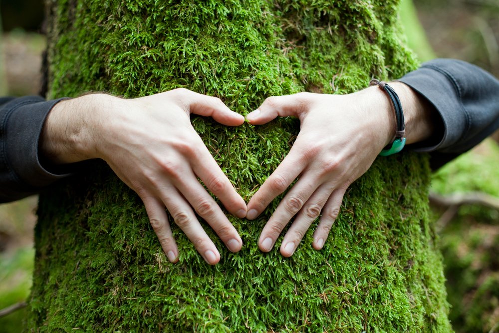 Moss on Trees