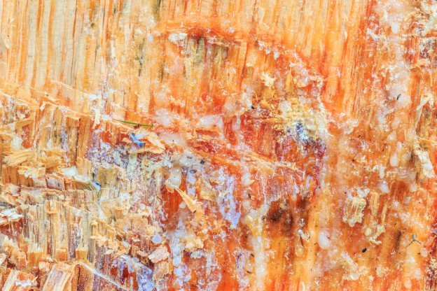 Tree Sap