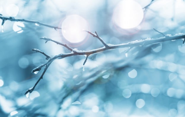 tree services freezing