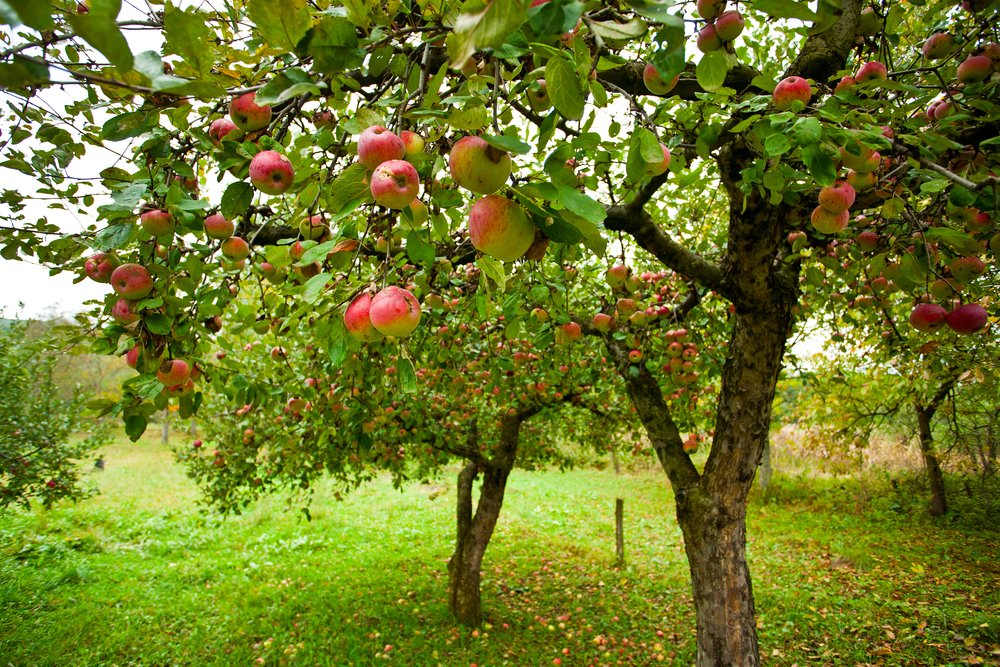 fruit trees in Utah