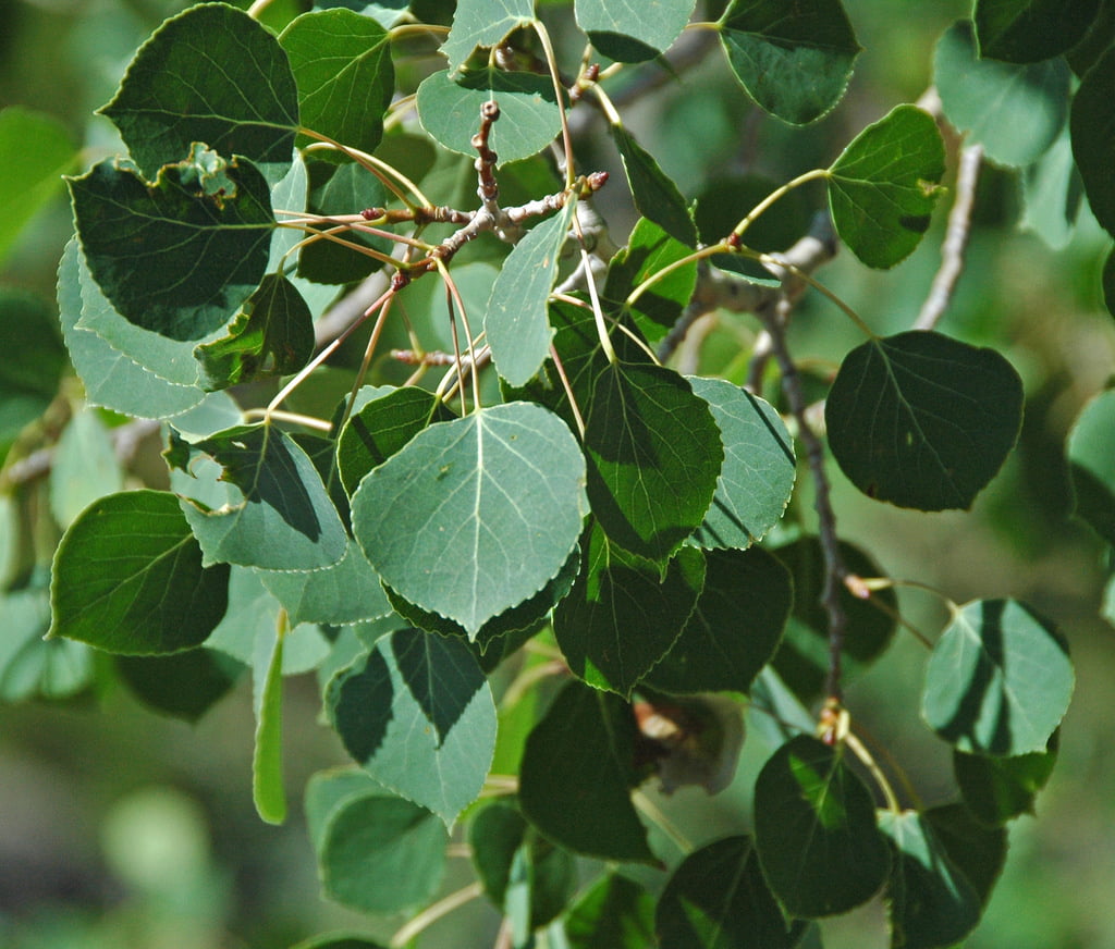 Put Quaking Aspens In Your Tree Services Plan | Reliable Tree Care