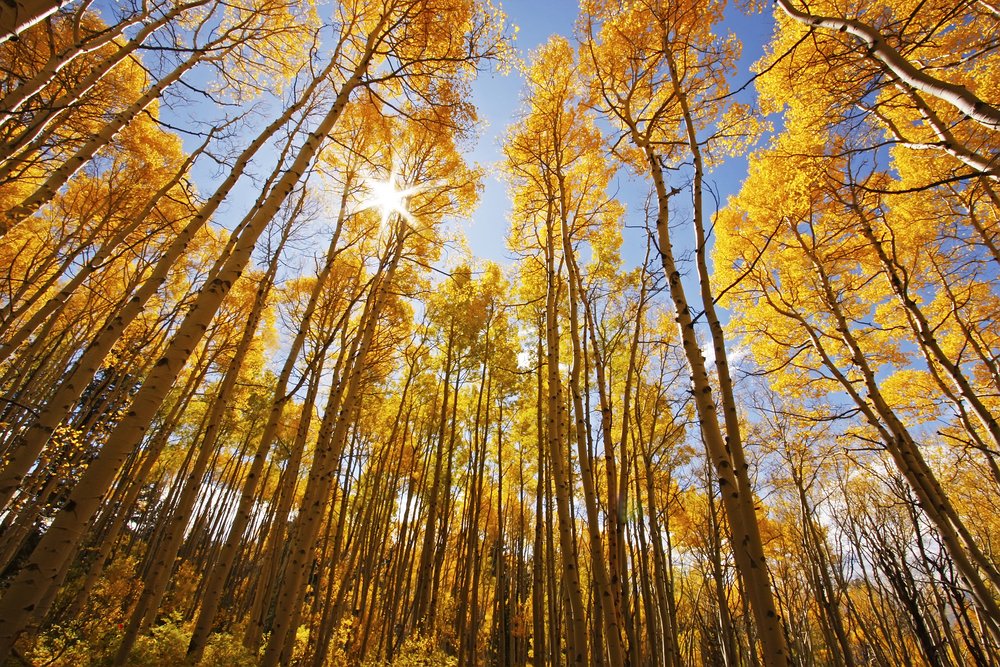 quaking aspens