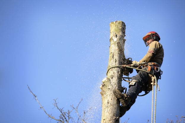 tree removal Utah