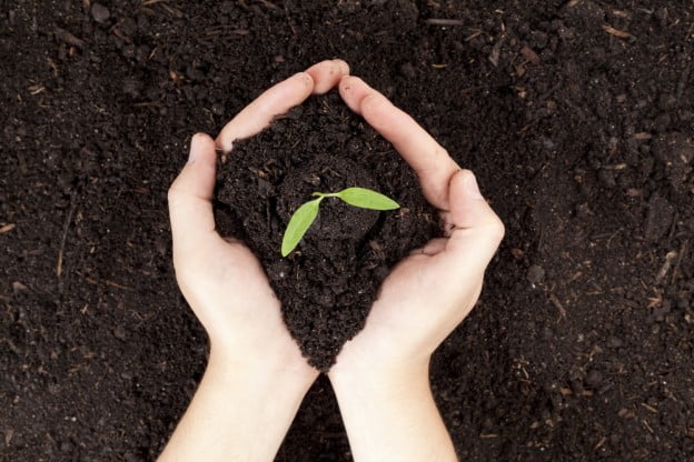 tree fertilization