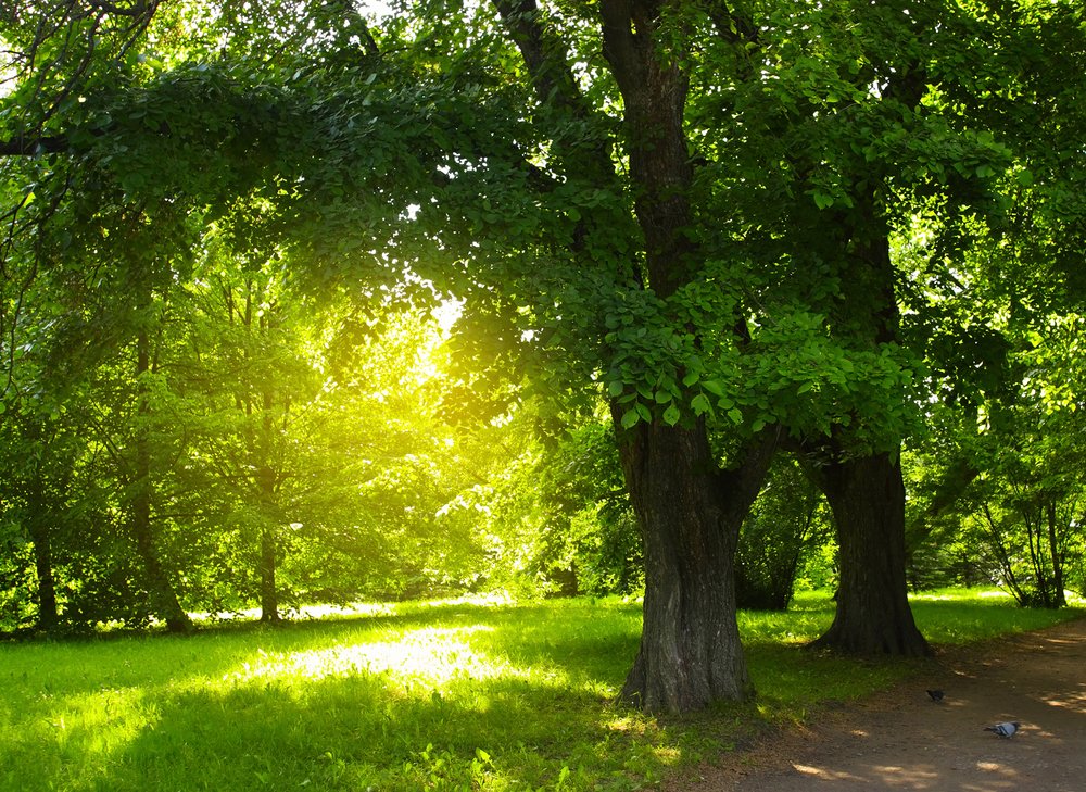 The Argument For Planting Native Utah Trees