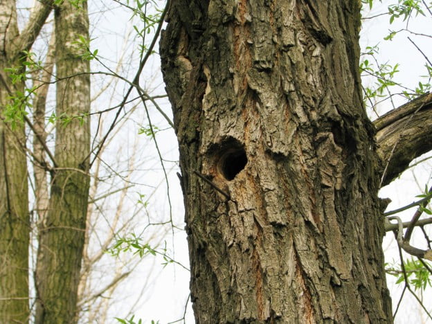 Importance of Tree Insect Control