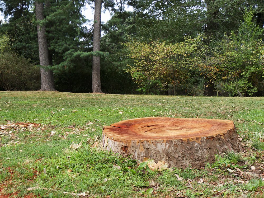 Get Rid of Old Tree Stumps