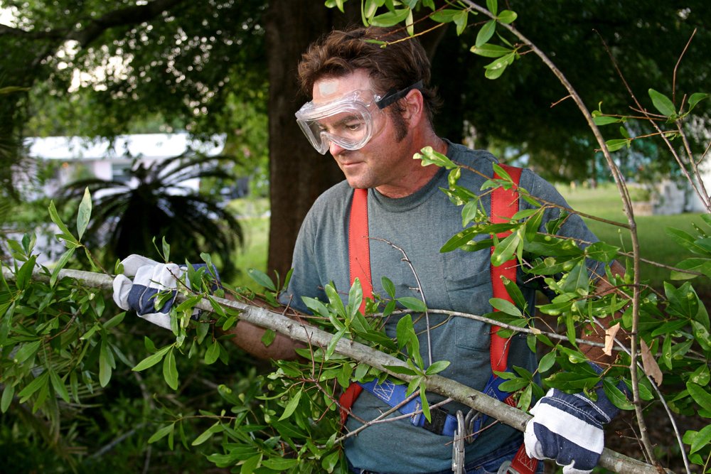 Hire an Arborist for Tree Care