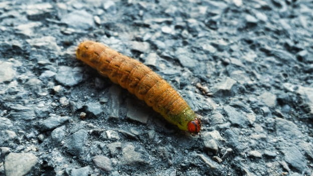 Tree Insect Control Cracking Down on Cankerworms