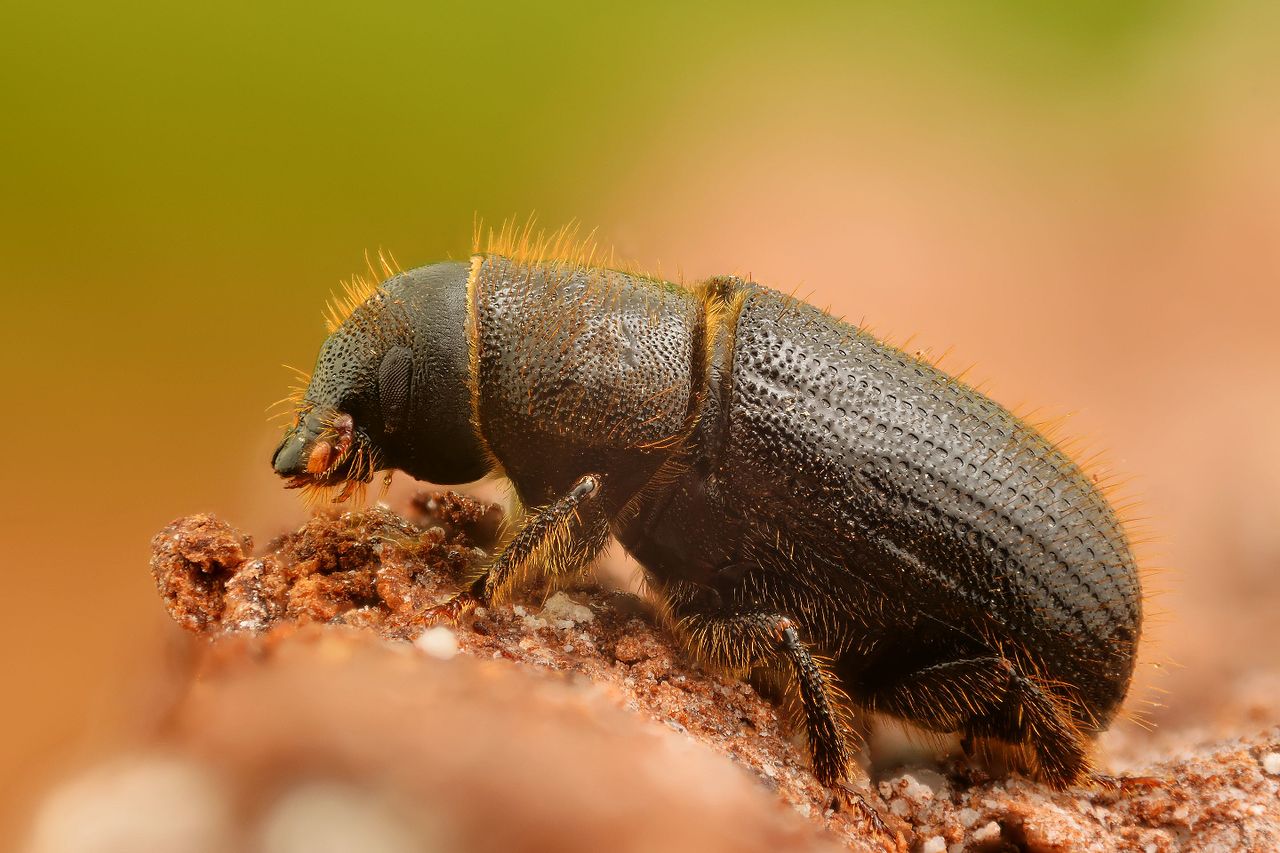 Tree Insect Control All About Bark Beetles  Reliable Tree Care