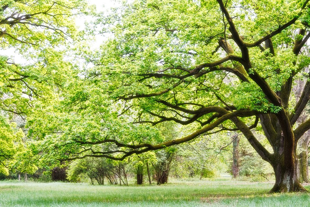 tree-care-professional