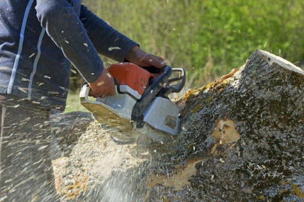 How Much Does Tree Stump Removal Cost