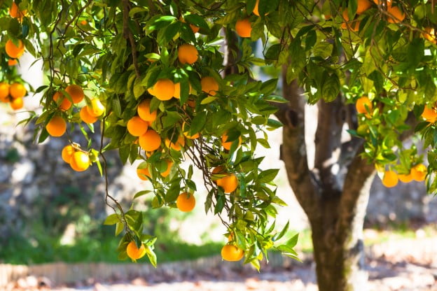 Fruit Tree Care Controlling Suckers and Water Sprouts