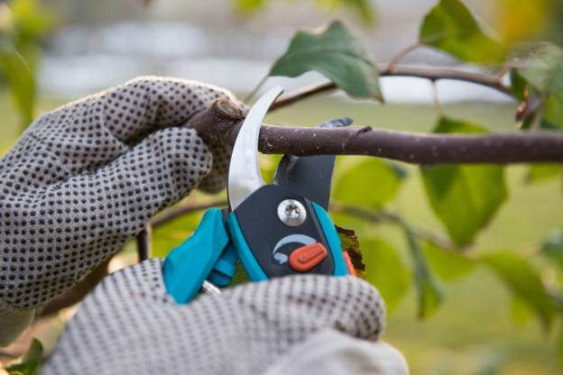 fall tree pruning Utah
