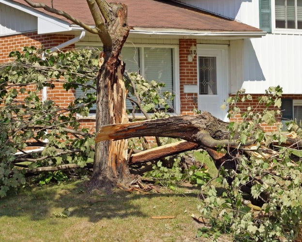 falling trees property damage