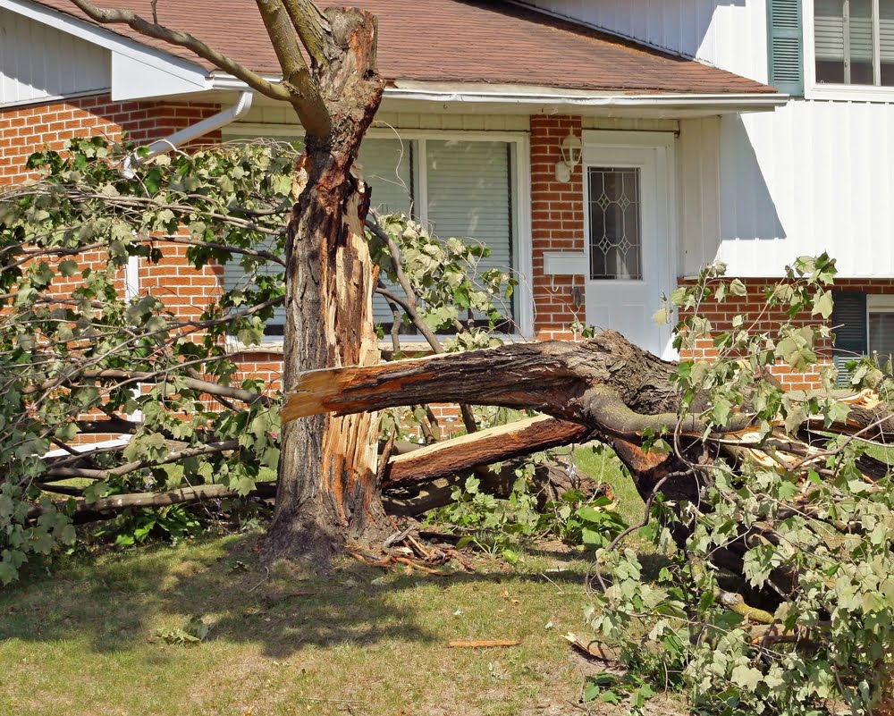 Fallen Tree, Property Damage & Who’s Responsible? Reliable Tree Care