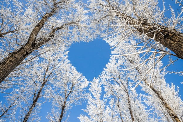 protect trees winter