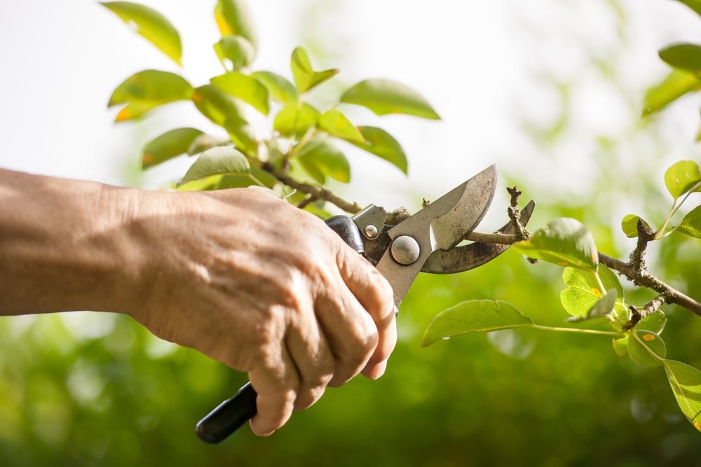 basics tools tips tree pruning