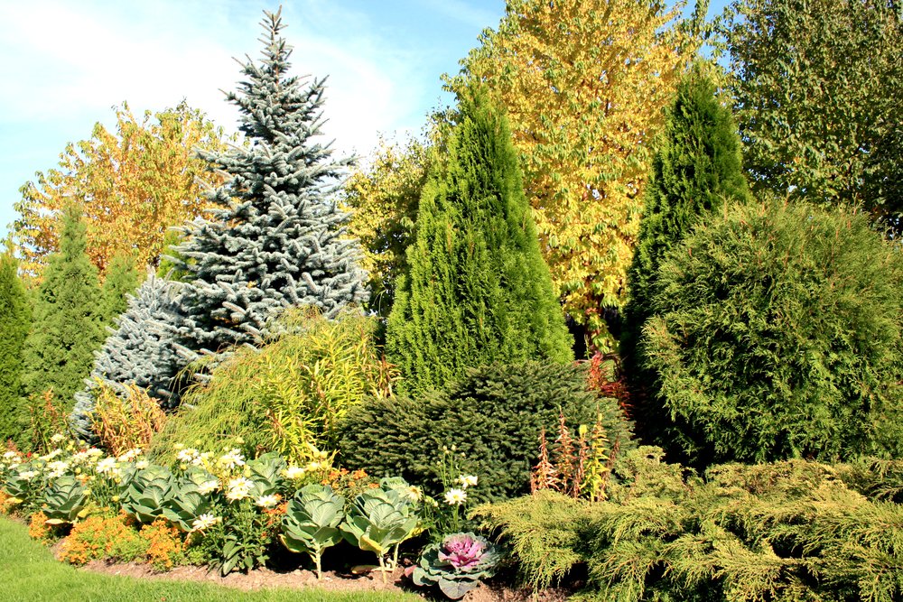 practical value evergreen trees