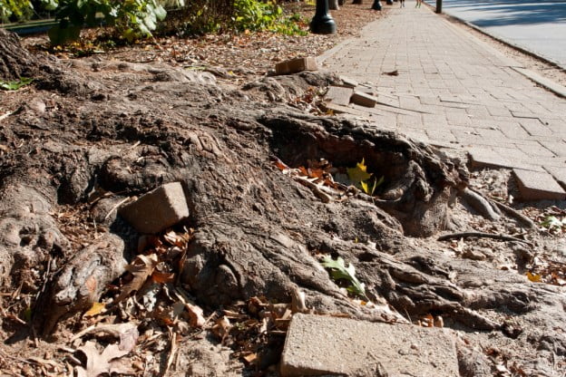 tree root contact sidewalks walkways