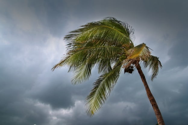 trees prepared storm risks