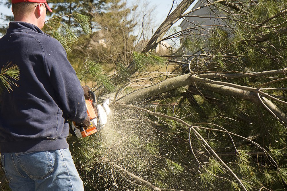 determining right time tree removal