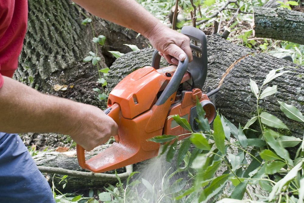 determining right time tree removal