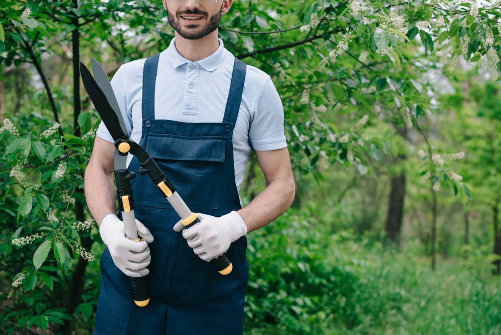 tree pruning impact frequency