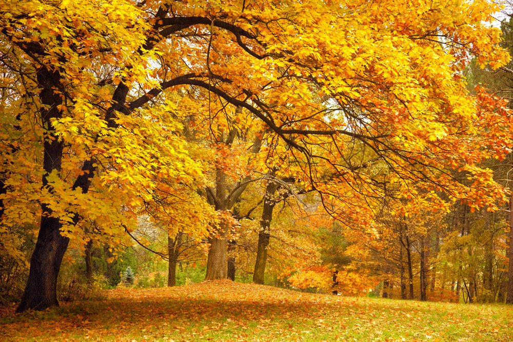 beautiful fall trees